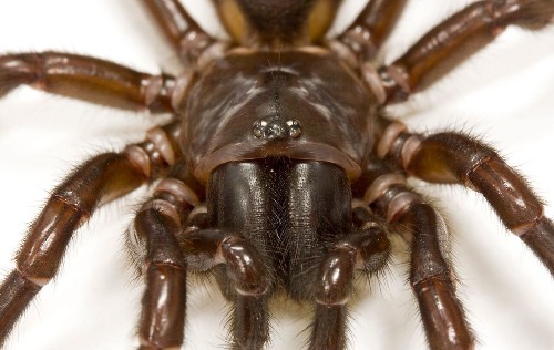 How Ancient Spiders Weaponized An Arachnid Version of Insulin