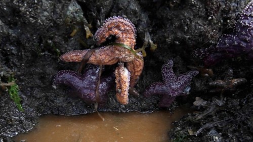 What's killing all the sea stars?