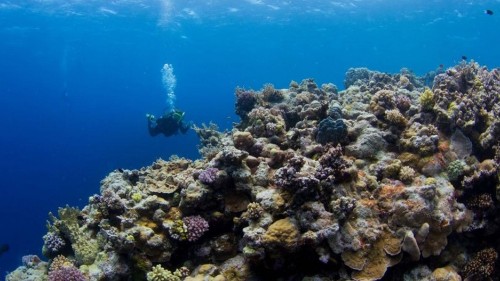 Scientists say the Great Barrier Reef is officially dying
