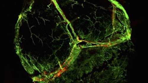 Scientists have discovered the 'missing link' between the brain and the immune system