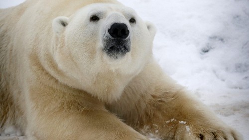 People are wildly misinterpreting a “heartwarming” video of a polar bear playing with a dog