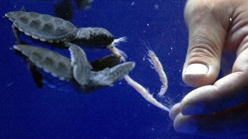 Humans are endangering the most abundant animal on the planet