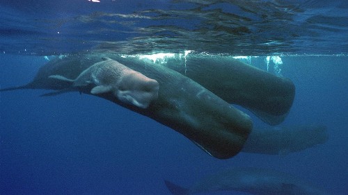 A new study shows that whales live and learn in their own unique animal culture