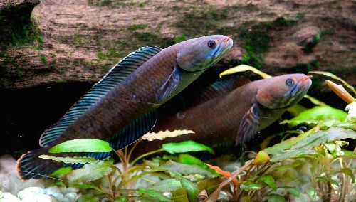 Scientists discovered 200 new species in the Himalayas—and we’re slowly killing them all