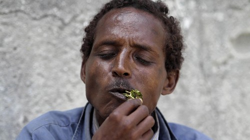 The rise, fall, then grudging acceptance of khat, East Africa’s controversial stimulant
