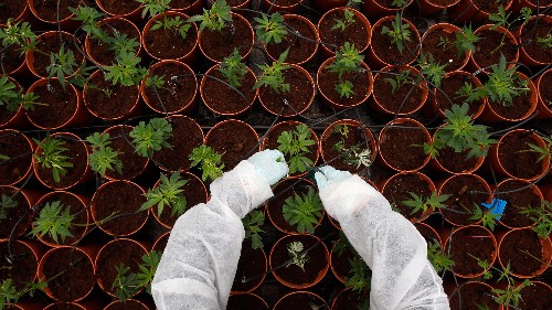 An analysis of 10,000 scientific studies on marijuana concretely supports only three medical benefits