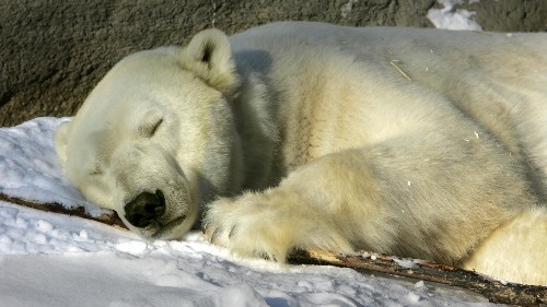 The easiest way to lucid dream, according to science