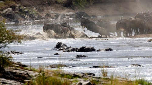 Virtual-reality nature documentaries are making safaris more accessible