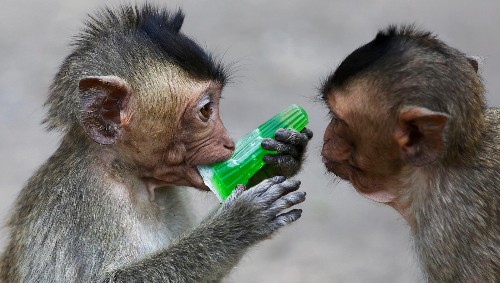 Humans aren’t the only species that drinks, but we’re the only one with a drinking problem