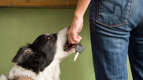 Stop coddling your dog—he’s 99.9% wolf