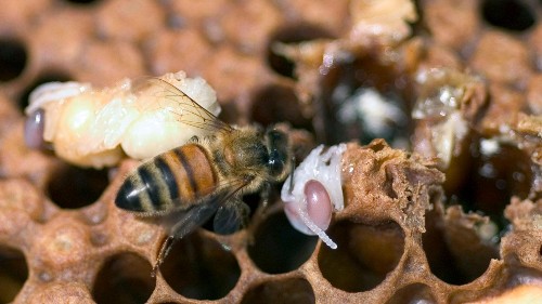 Scientists figure out what’s bugging the bees—and how to save them