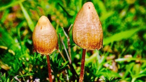 Scientists studying psychoactive drugs accidentally proved the self is an illusion