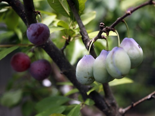 This is just to say, the “plums that were in the icebox” meme is winning the internet