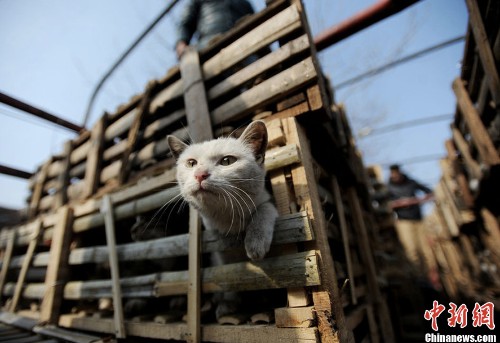 Activists in China just saved 2,800 cats from ending up on the dinner table