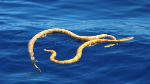 “Extinct” animals are rediscovered more often than you may think