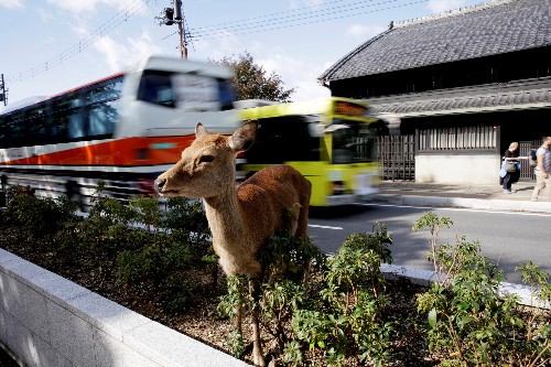 Plastic bags are killing the deer in Nara, Japan's old capital