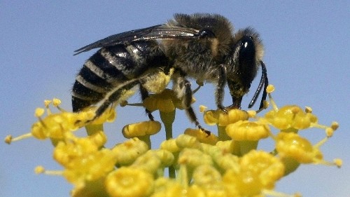 The world is finally trying to save the bees