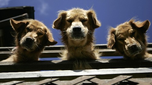 How do you make new friends as an adult? Be like the golden retriever