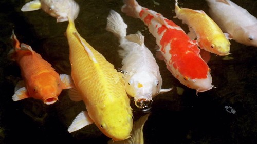The showdown between a Vancouver otter and a pond full of koi offers a valuable lesson for humans
