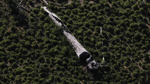 These are the Amazon trees that keep the planet cool