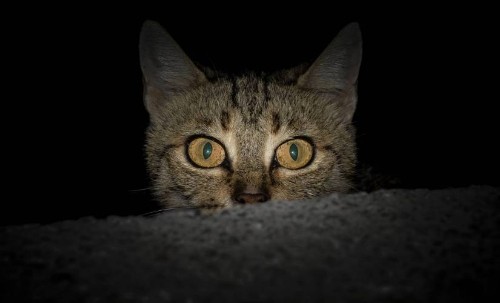 G-Suite Tips to Make Workplace Collaboration Less Frightening