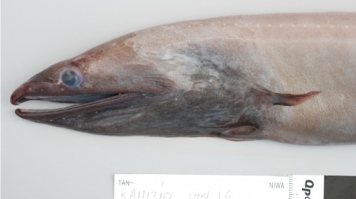 Camera lowered into deep ocean trench finds unexpected creatures