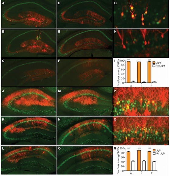 Matter over mind: scientists begin to observe and manipulate memories
