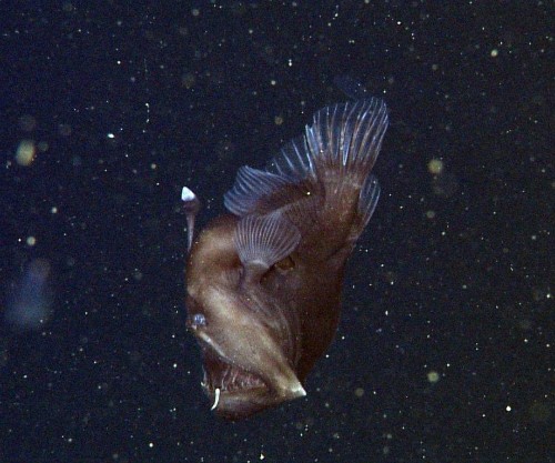 Rare ‘black seadevil’ anglerfish caught on film in Monterey Bay