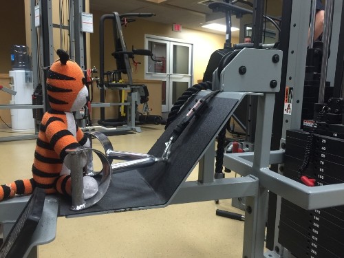 Photos: See what the Tampa Airport did with a boy’s lost stuffed tiger