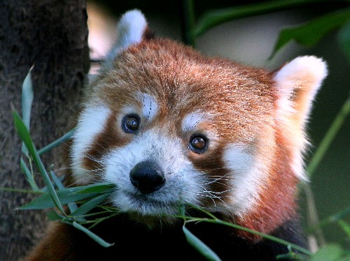 Firefox is now a better iPad browser