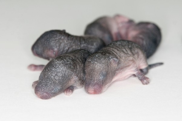 Scientists 3D-printed ovaries and made mouse babies