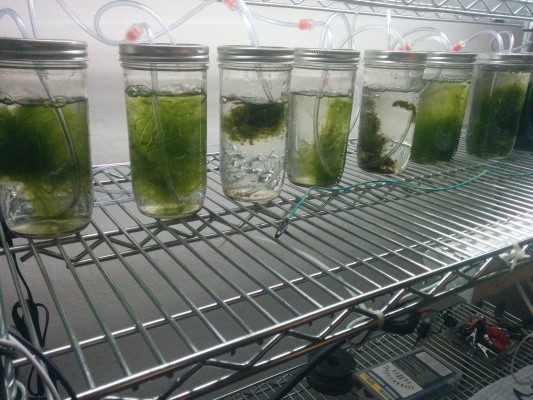 This Algae Battery Could Power A Tesla With 200X The Charge