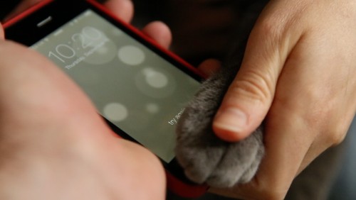 Watch A Cat Unlock The iPhone 5s Using Touch ID And The Fingerprint Sensor