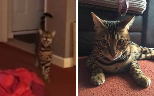 Purrfect harmony: Maximus the cat sings along with its owner