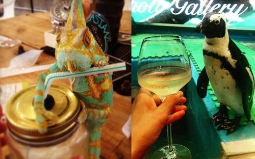 Japan's oddest animal cafés: fancy a pint with a penguin?
