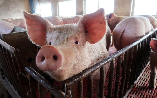 Heatwave could raise price of bacon as hot weather damages pig fertility