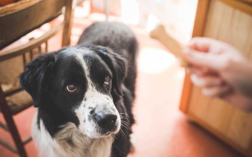 How clever is your dog? Take these tests to find out...