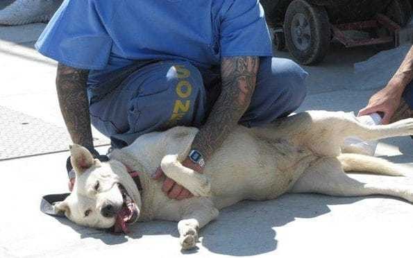 Prisoners rescue deaf dogs from California wildfire