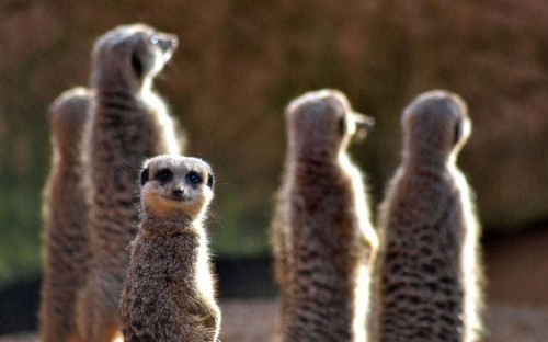 Comedy Wildlife Photography Awards 2015: the best entries so far