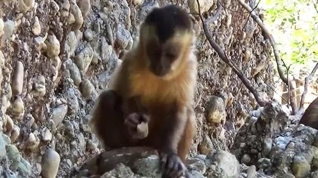 Monkeys create stone tools forcing scientists to rethink human evolution