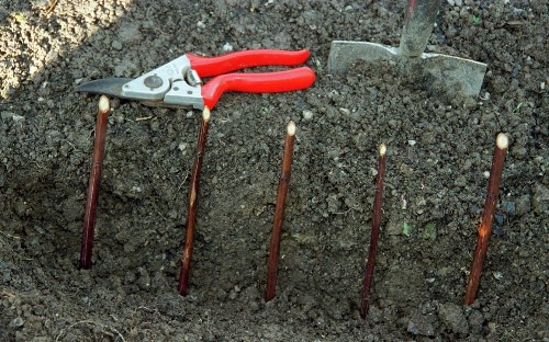 Winter jobs: how to take hardwood cuttings and grow more of your best shrubs and trees