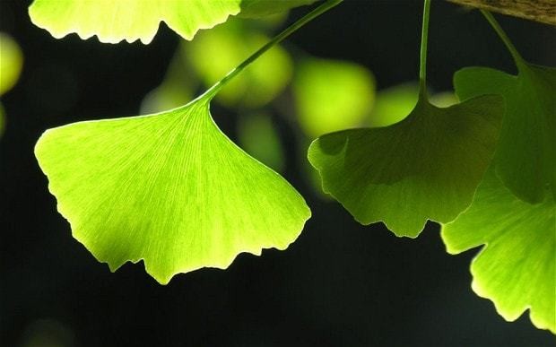 The best tree varieties to plant for the future
