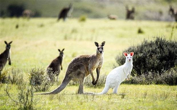 Rare albino kangaroo sighted in Australia