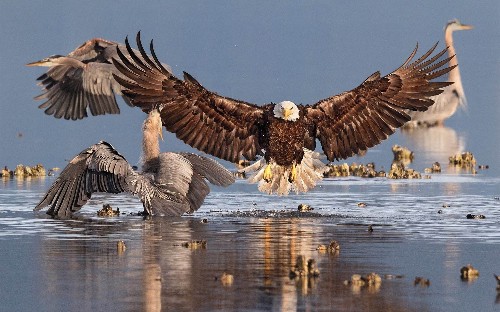 The 2016 Audubon Photography Awards