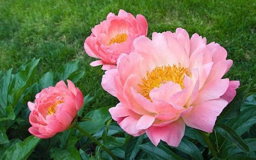 Think to summer and plant bare-root peonies and roses
