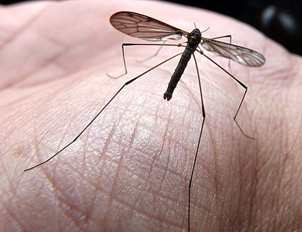 ‘Extinct’ cranefly declared alive after landing on insect expert