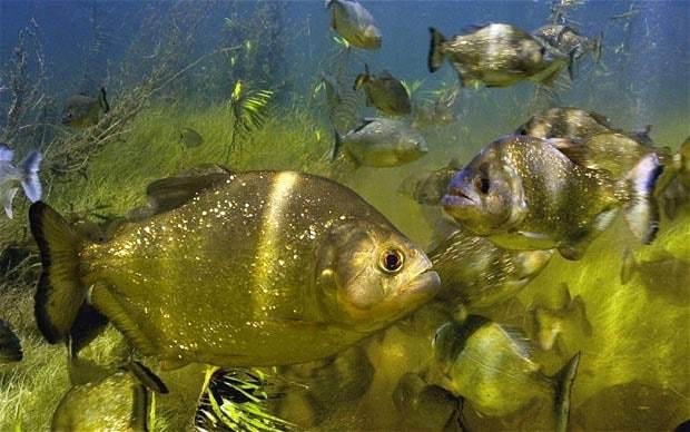 Sixty hurt in Argentina piranha attack