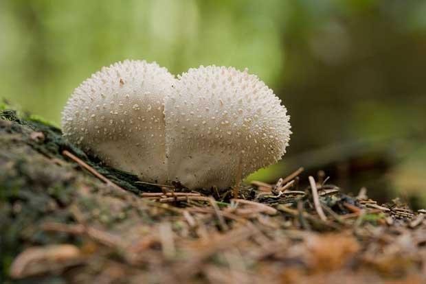 Grow your own delicious mushrooms