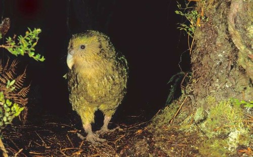 26 reasons why New Zealand is the world's best country