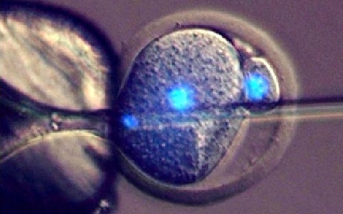 Motherless babies possible as scientists create live offspring without need for female egg